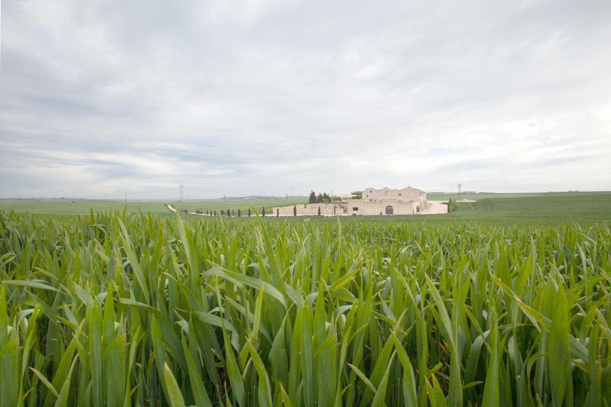 Tenuta Danesi - Camere - Appartamenti - Bubble Room Matera Dış mekan fotoğraf